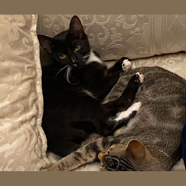 Photo of Fred Catstaire