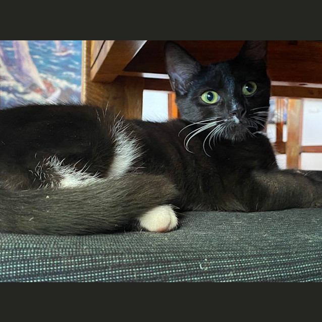 Photo of Fred Catstaire