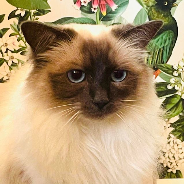 Photo of Mishka (Located In Preston) 