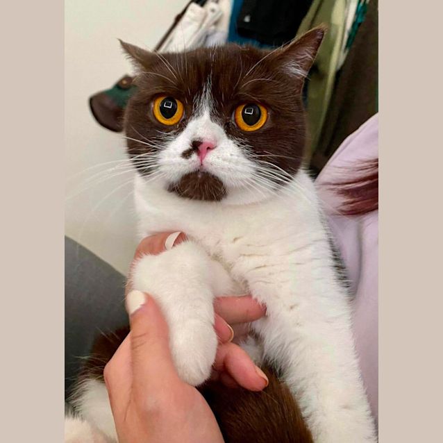 Photo of Nala