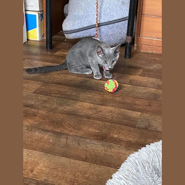Photo of Minty