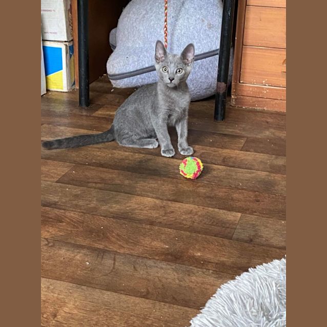 Photo of Minty