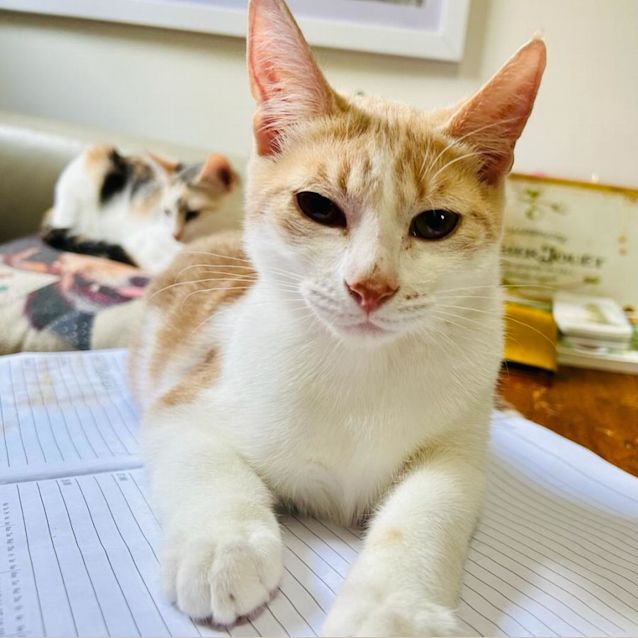 Photo of Lottie & Leo 