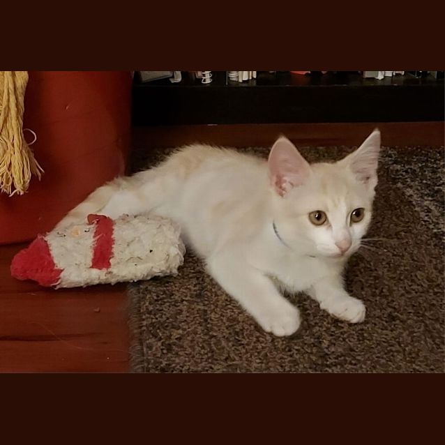 Photo of Cupid ~ Adopt Me @ Petstock Hastings 