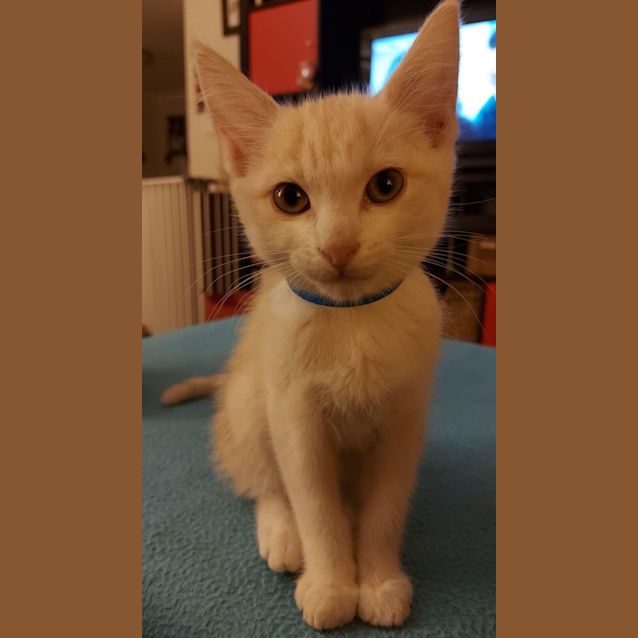 Photo of Cupid ~ Adopt Me @ Petstock Hastings 