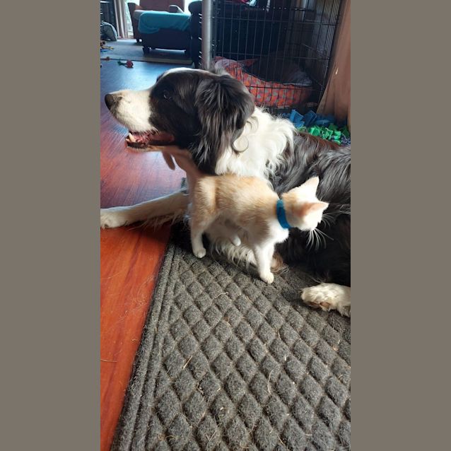 Photo of Cupid ~ Adopt Me @ Petstock Hastings 