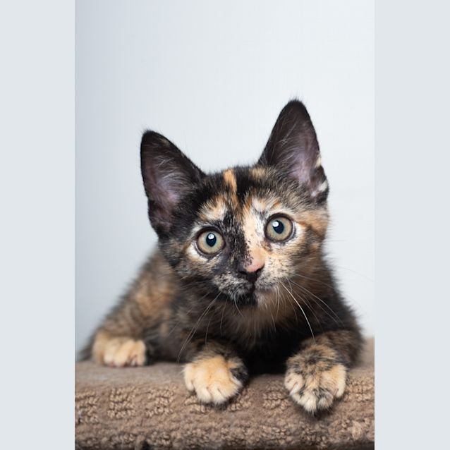 Photo of Dottie