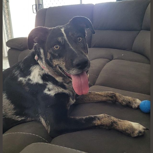 Photo of Charlie Dog