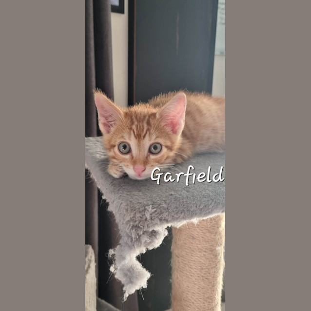 Photo of Garfield