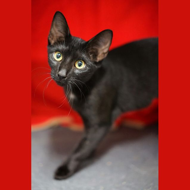 Photo of Luna