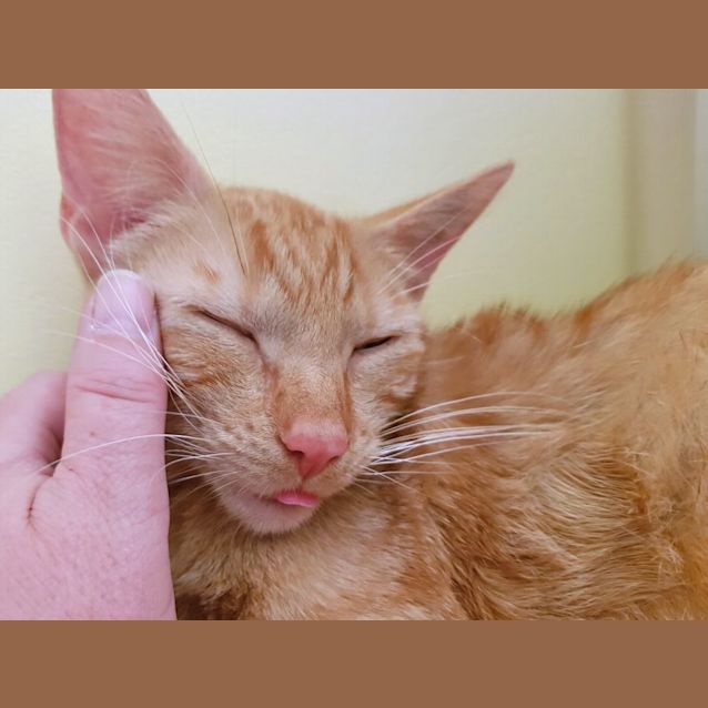 Photo of Sugar