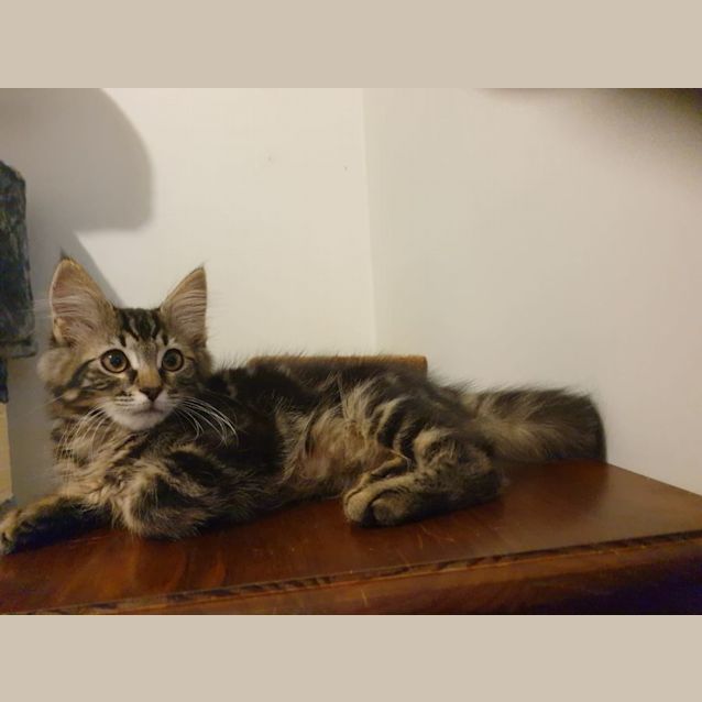 Photo of Finn