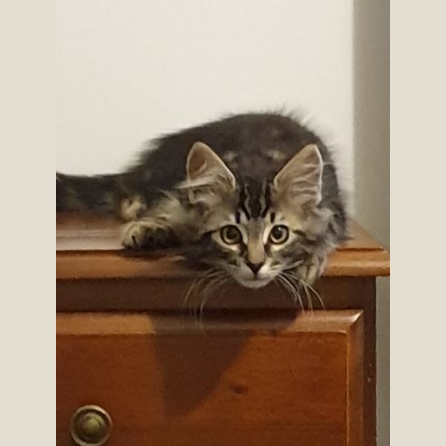 Photo of Finn