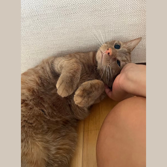 Photo of Tomy & Tiger