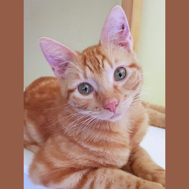 Photo of Cinnamon