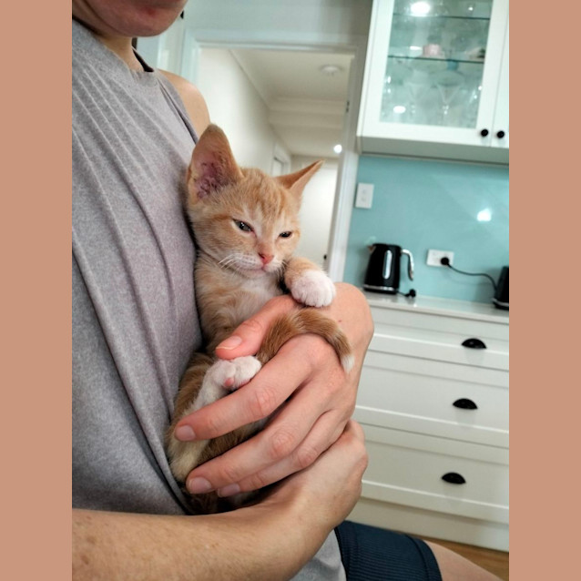 Photo of Rufus
