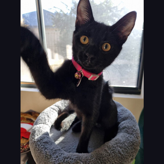 Photo of Pebbles