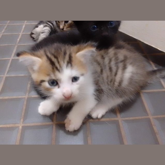 Photo of Hermione (Hermi)