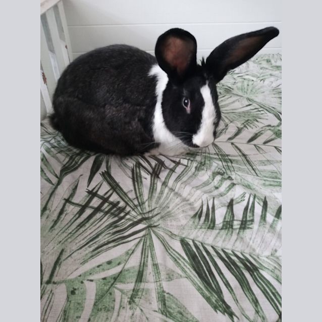 Photo of Brushtail Bunny