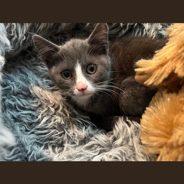 Photo of Rose ~ Adopt Me @ Petstock Hastings 19/03/23