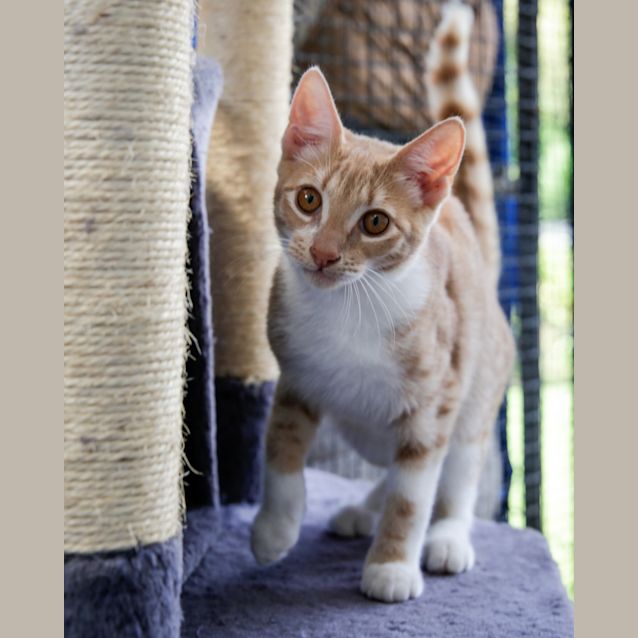 Photo of Gingerbread