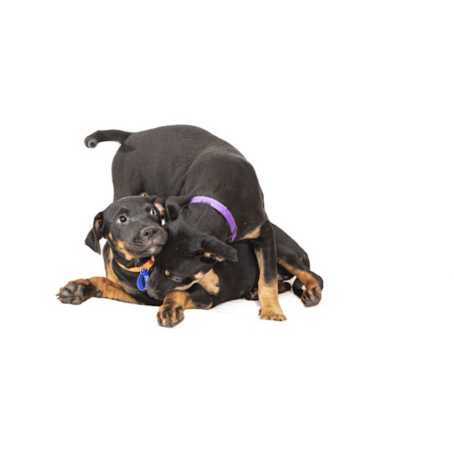 Photo of Spice   Rottweiler X, 3 Month Old Puppy