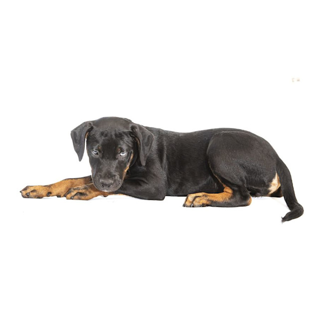 Photo of Spice   Rottweiler X, 3 Month Old Puppy