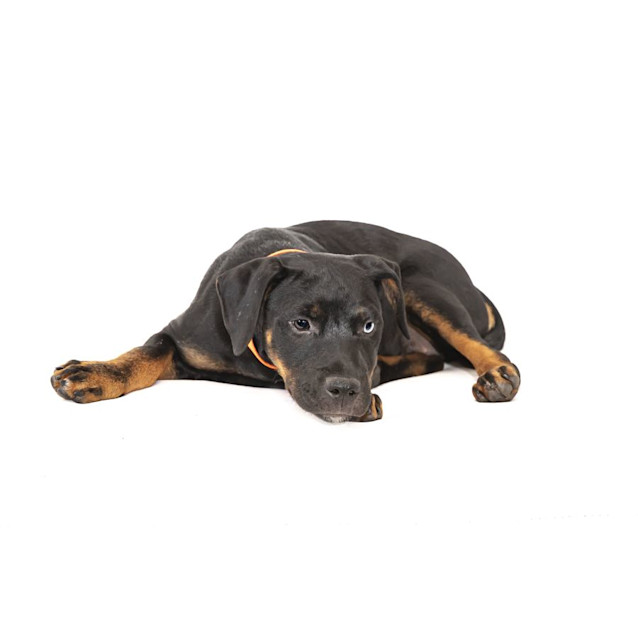 Photo of Spice   Rottweiler X, 3 Month Old Puppy