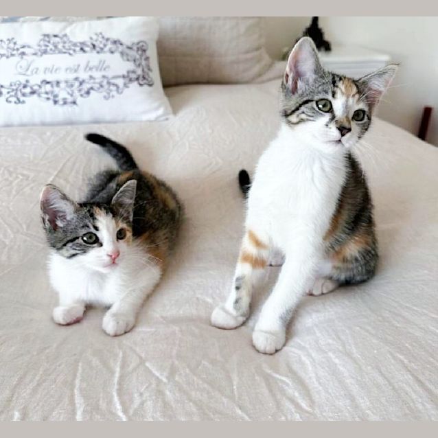 Photo of 🍊Orange Slice🍊