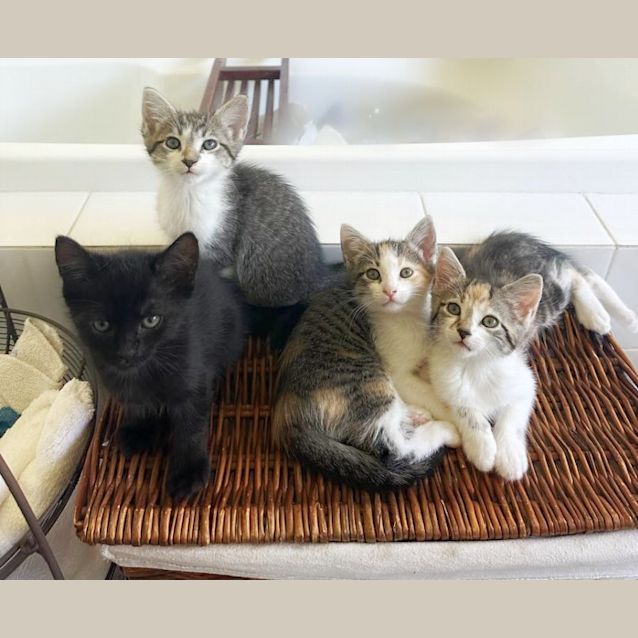 Photo of 🍃Mint Slice🍃