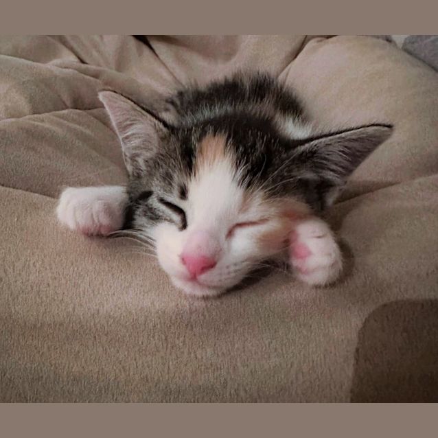 Photo of 🍃Mint Slice🍃