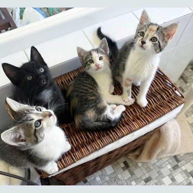 Photo of 🍃Mint Slice🍃