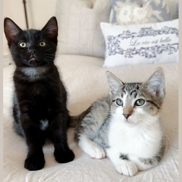 Photo of 🥃Brandy Snap🥃