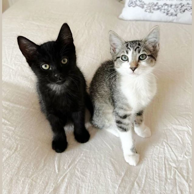 Photo of 🌚Wagon Wheel🌚