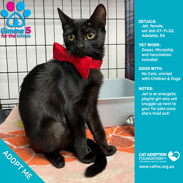 Photo of Jet Just $100 Limited Time!