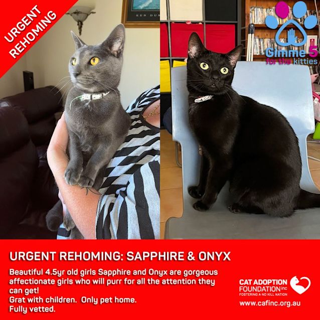 Photo of Sapphire And Onyx Private Rehoming No Charge!