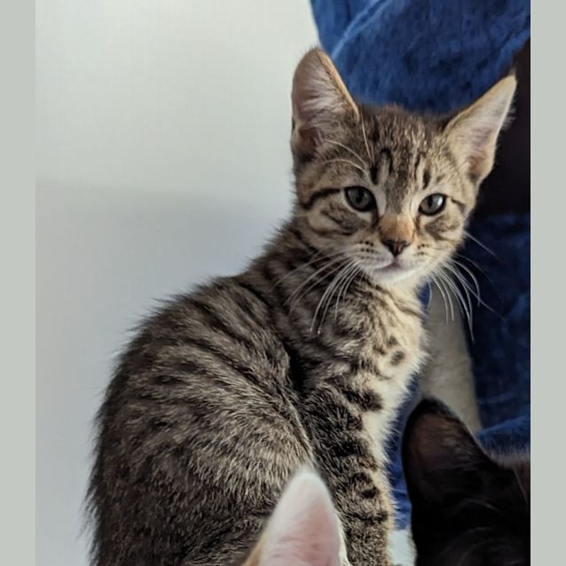 Photo of Freddie Purrcury