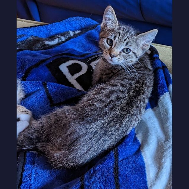 Photo of Freddie Purrcury