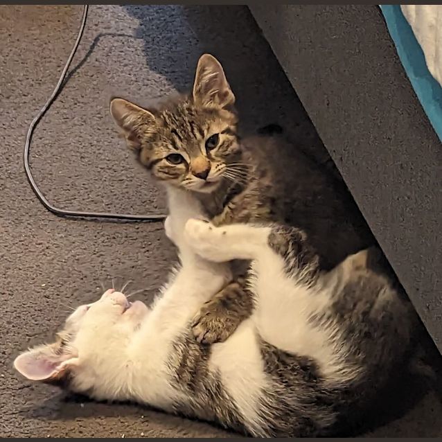 Photo of Freddie Purrcury