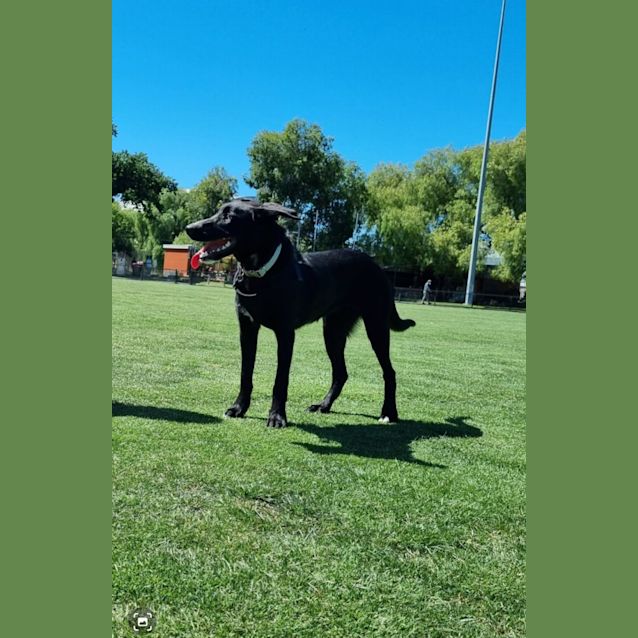 Photo of Shadow 