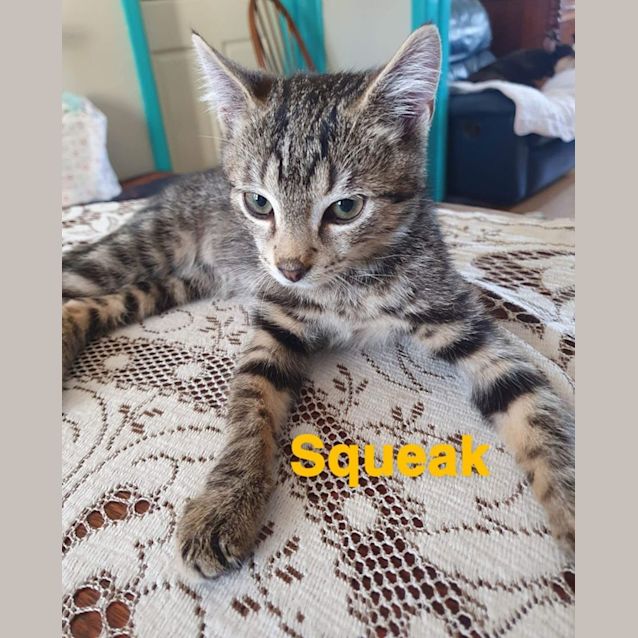 Photo of Squeak
