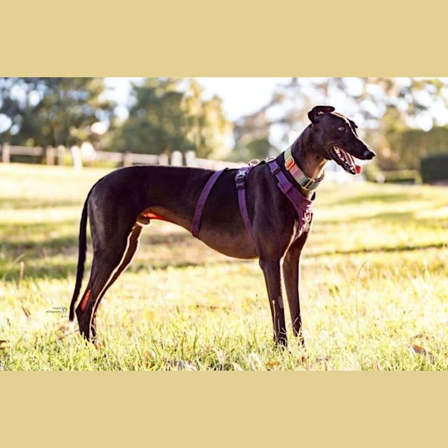 Photo of Hugo   3yo   Greyhound