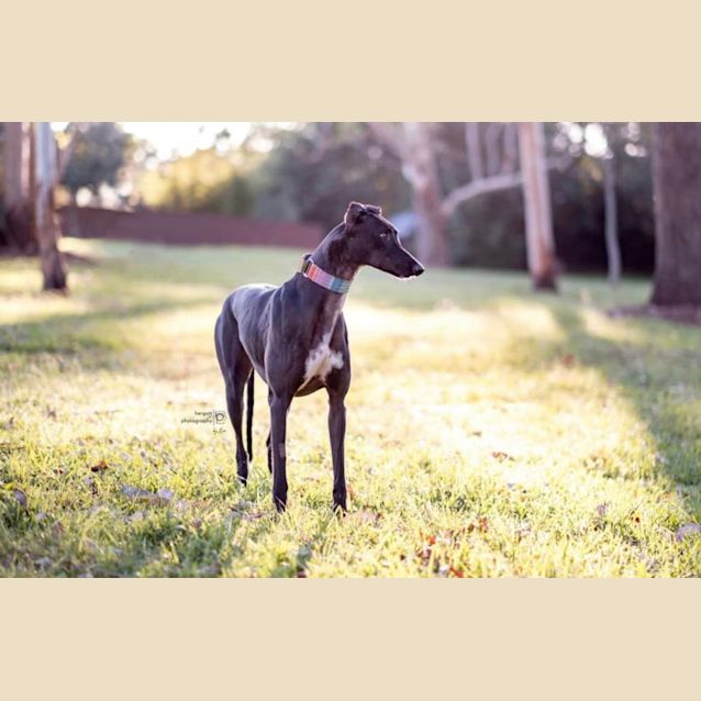 Photo of Hugo   3yo   Greyhound