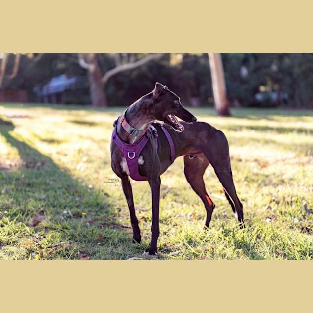 Photo of Hugo   3yo   Greyhound