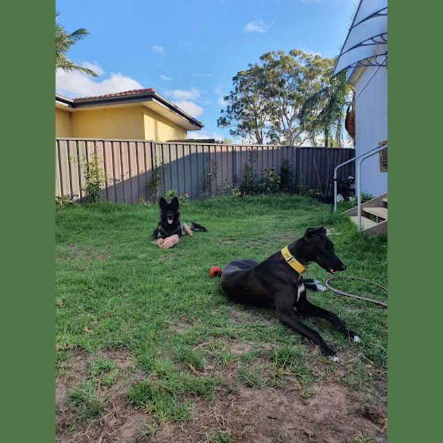 Photo of Hugo   3yo   Greyhound