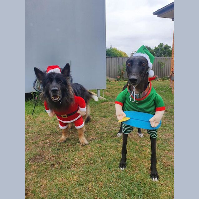 Photo of Hugo   3yo   Greyhound