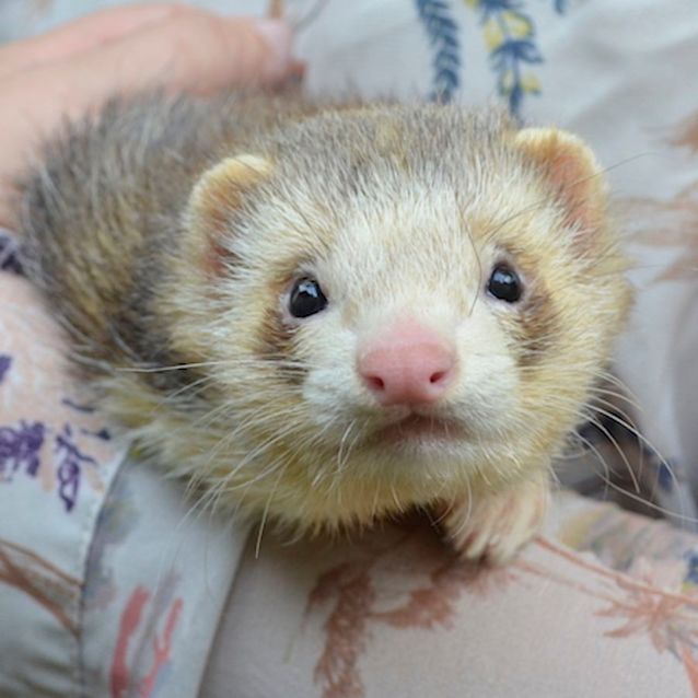 Photo of Pantalaimon