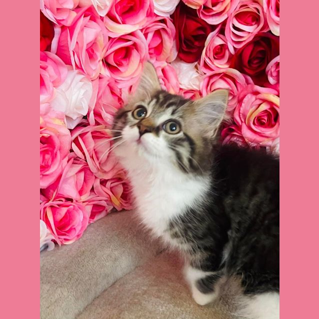 Photo of Amethyst (Located In Preston)