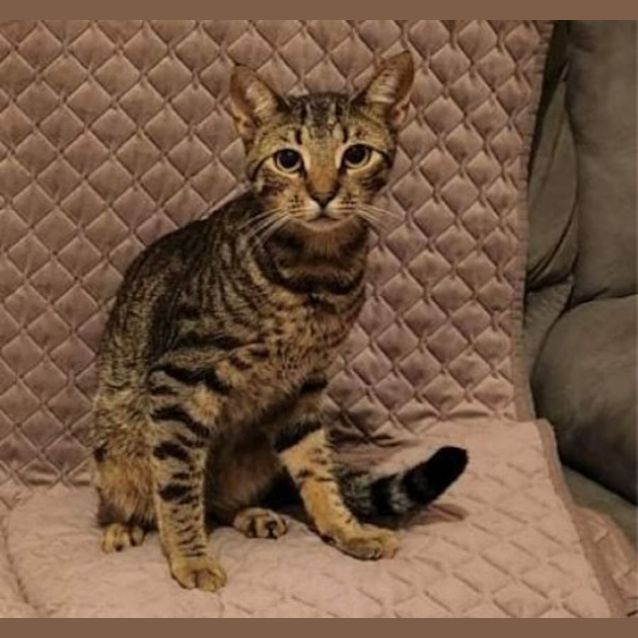 Photo of Milo