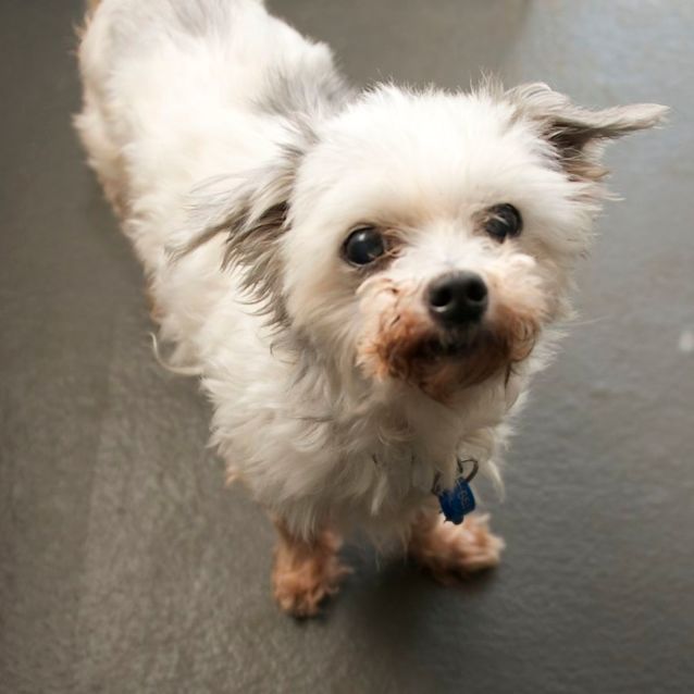 Photo of Coco
